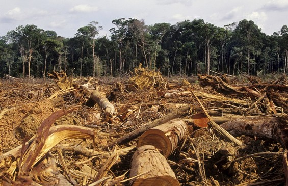 Imagen de portada para ¿Cómo afecta la deforestación a los animales?